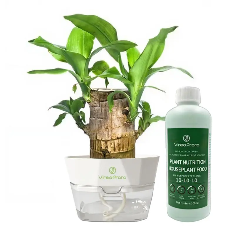 Brazilian Lucky Wood – 2026 New Mini Hydroponic Bonsai, Desktop Ornament with Plastic Tray, Fortune-Bringing Indoor Plant Breathable Planter Round Planter