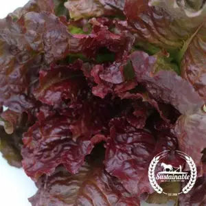 Lettuce Seeds - Leaf - Flame (Organic)