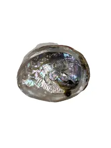 Abalone 6-6.5in Shell for Burning Sage, Palo Santo and Loose Incense and Smudging