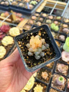Haworthia obtusa neonlight variegated - April Farm/Rare Succulent