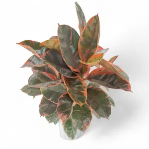Huge Ficus Ruby, 6inch Pot, Beginner Friendly, Low Maintenance