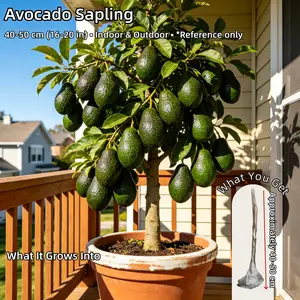 Avocado Tree Live Plant, Dwarf Hass Avocado for Planting, Fruit Bearing Potted Plant for Home Garden Outdoor (1-2 FT)