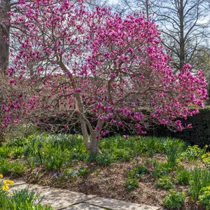 Jane Magnolia Tree Pink Magnolia Shrub Gallon Pot 12-18"Tall