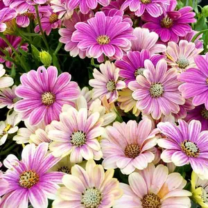 200pcs Perennial African Daisy Flower Seeds for Planting - Gerber Daisy Perennial Garden Flower Seeds for Beds, Paths, or Patio Front Clumps
