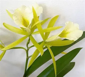 Lime Sherbert (Whole Plant)