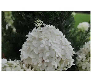 Roberta's Hydrangea Puffer Fish 1pc