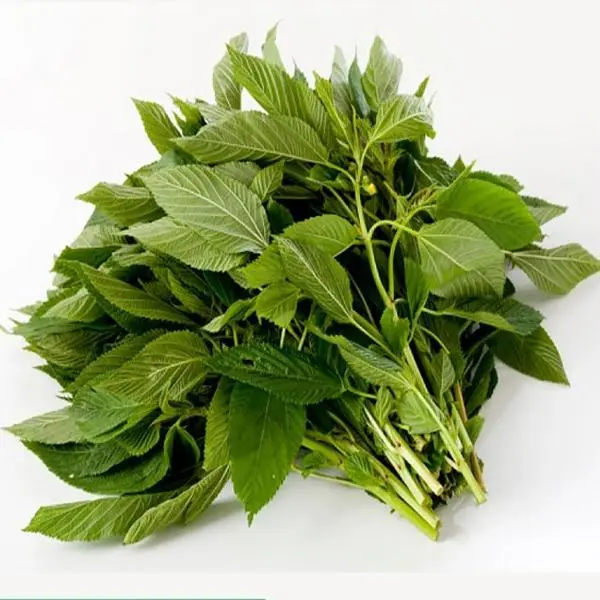The Rike Saluyot Egyptian Spinach (Corchorus Olitorius Molokhia) Home Planting Seeds Variety Pack, 3000 Fast Germination Seeds for Indoor Use, Outdoor Gardening, Containers or Raised Beds, Plant Seeds For Outdoor Gardening