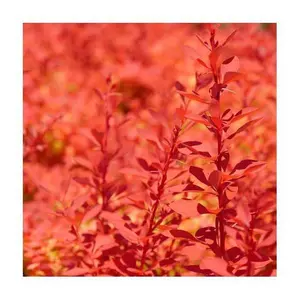 Roberta's Barberry Sunjoy Neo  1pc