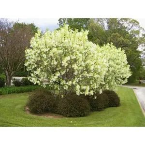 American Fringe Tree - Live Tree in a 3 Gallon Pot - Chionanthus Virginicus - Native Plant Beautiful Foliage Easy Care Deciduous Flowering Tree