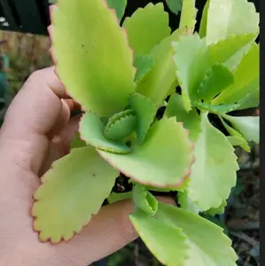 Mother of Thousands Bare Root Plant