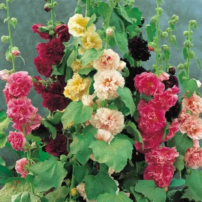 [Promise: Germinate or Refund]500pcs Double Hollyhock Seeds 'Radiant Rose’ - Mixed Colors, Non-GMO Heirloom, Hardy Biennial for Vibrant & Tall Blooms Plant Garden Outdoor Flower Pot Decorative Tulip-2