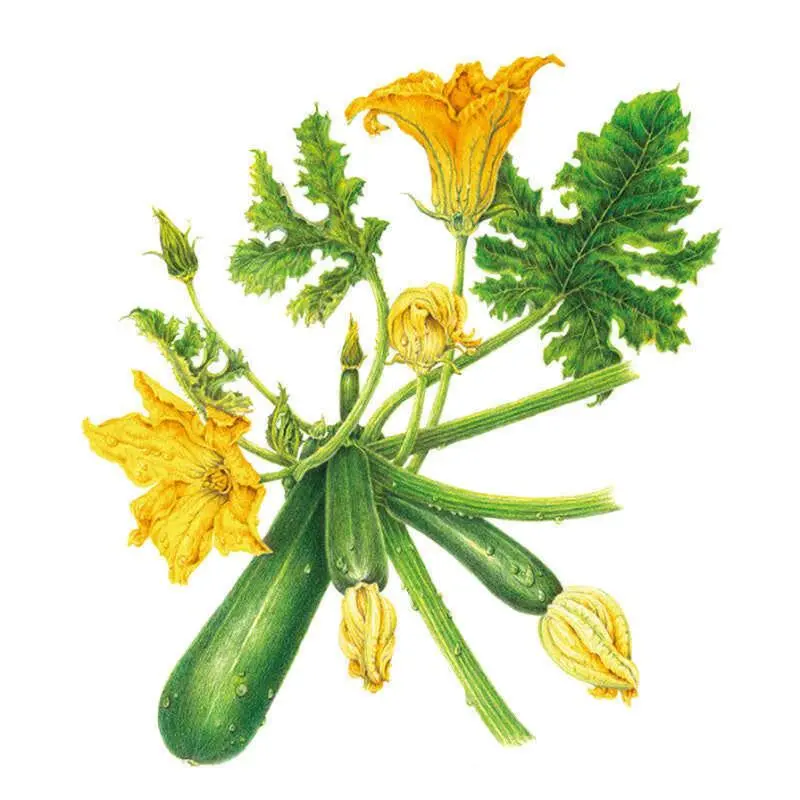 Emerald Delight Summer Squash Seeds for Planting, Garden Supply Flower & Plant Seeds