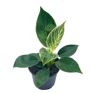 BubbleBlooms Philodendron Birkin in a 4 inch Pot White Wave, Mermaid's Tail