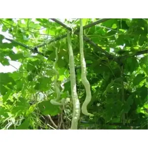 Gourd Seeds - Snake & Viper - White Seeds in a Green Vessel