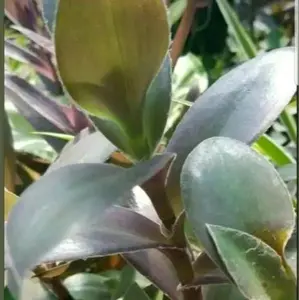 Rare Fuzzy Purple Tradescantia Rooted Cuttings