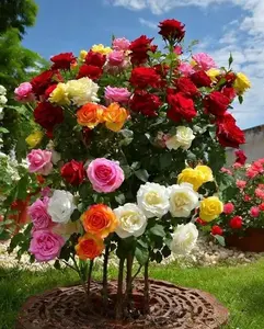 200+ Mixed Color Rose Seeds for Planting – Ornamental Flower Seeds for Outdoor Gardens & Home Landscaping (Seeds Only)