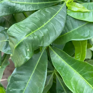 Money Tree Pet Friendly