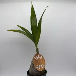 Coconut Palm 6" Pot - Indoor House Plant for Home Decor Care Instructions Bright Indirect Sunlight Pruning Tips