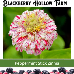 Peppermint Stick Zinnia Seed Pack 50+
