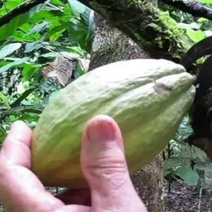 Bocas Cacao Farm Tour, Half Day
