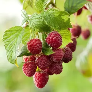100+ Red Raspberry Seeds - Heirloom, Winter-resistant & Freeze-resistant for Indoor, Balcony, and Bonsai Planting - High-yield Garden Seeds