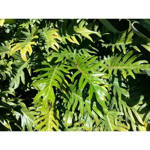 Xanadu Cut Leaf Philodendron - Live Plant in a 6 Inch Pot - Philodendron Danadu - Compact Easy Care Evergreen Shrub