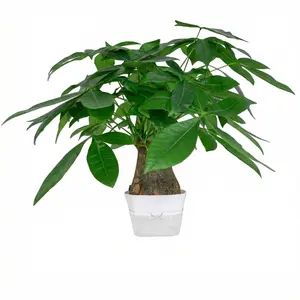 Money Tree Live Plant in Decorative Pot, Air Purifying, Indoor Houseplant, Perfect for Home, Room, or Office Decor, Great Housewarming or Birthday Gift