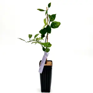 US Citrus Nursery Sweet Orange Tree – Sweet Juicy Fruit, Perfect for Fresh Squeezed Juice, Live Grafted Citrus Plant, Indoor Outdoor Fruit Tree, Texas Grown