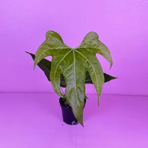 Anthurium Clarinervium Hybrid 4” | Velvet Anthurium | Collector Plant