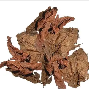 Brown Djeka Leaves | ogymama | Alchornea Cordifolia Dry Leaves | Christmas Bush