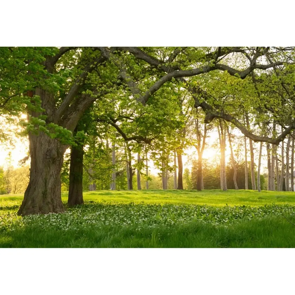 Spring Background Rural Forest Tree Banner, Photography Backdrop, Grass Natural Photo Prop, Outdoor Travel Portrait Studio Decor