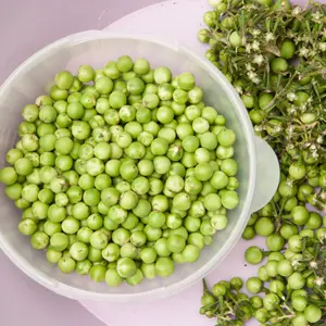 Turkey Berry Seeds / Thai Pea Eggplant (Solanum torvum) Hardy shrub producing clusters of mini berries. Boost flavor, nutrition & tradition with Turkey Berry!