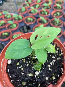Monstera esqueleto seedling