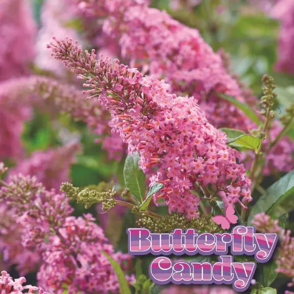 Butterfly Candy™ Lil' Taffy™ Butterfly Bush