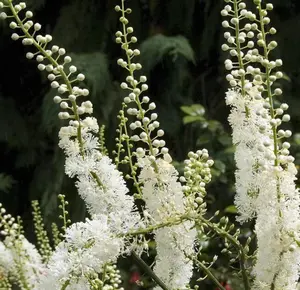Black Cohosh 5 bulbs - Black Cohosh Actaea Racemosa Bulbs-Root Bugbane - Black Snakeroot