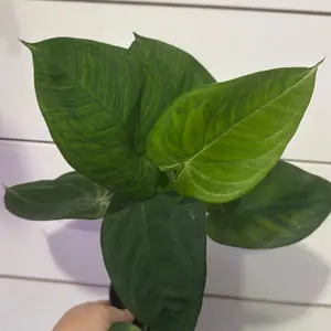 Syngonium Ice Frost - Vibrant Green Leaves, Easy Care Houseplant, Perfect for Indoor Decor
