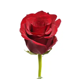 Explorer Red Roses