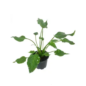 Xanadu Cut Leaf Philodendron - Live Plant in a 4 Inch Pot - Philodendron Xanadu - Compact Easy Care Evergreen Houseplant