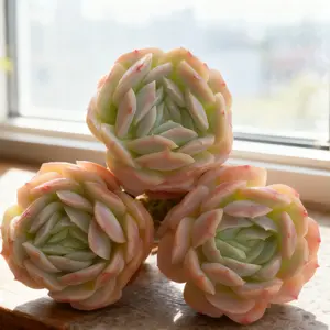 Echeveria 'Sina  3pcs Combo Deal  Live Succulents | Perfect for Holiday Decor & Gift Giving  Home Ready Beauties Plant Starter Kit