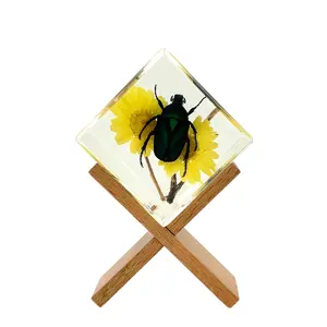 Green Rose Chafer Beetle Cube Display with Stand