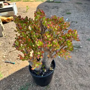 Jade Hobbit bare roots