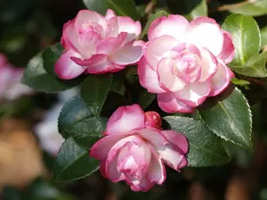 Light pink white Camellia Japonica- Leslie Ann-Live STARTER Plant- ship in pot 3" to 4 inch