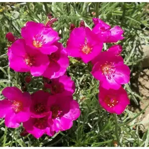 Purslane Hot PINK FLOWERS ( 3 live plant)  succulent herb