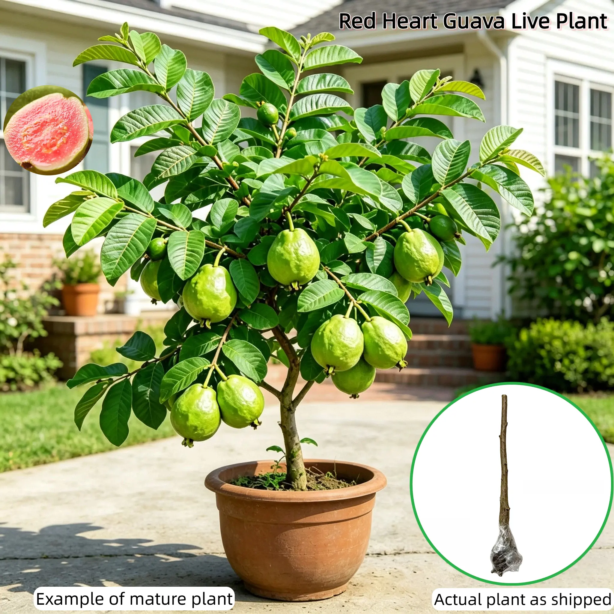Heirloom Red Heart Guava Fruit Tree - 2-3 Year Bare-Root Tree with Roots Trimmed, Low-Maintenance, Naturally Pollinated, Compact Shape, Ready to Plant, Grows in Pot or Ground, Ideal for Beginners (Outdoor Well-Drained)