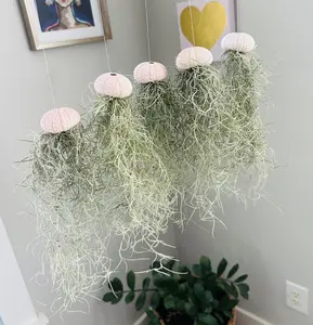 Jellyfish Air Plant-Live Plant-Tillandsia Decor-Hanging Jellyfish Air Plant-Air Plant Sea Urchin Set-Home Decor-Pink Urchin Jellyfish-Plants