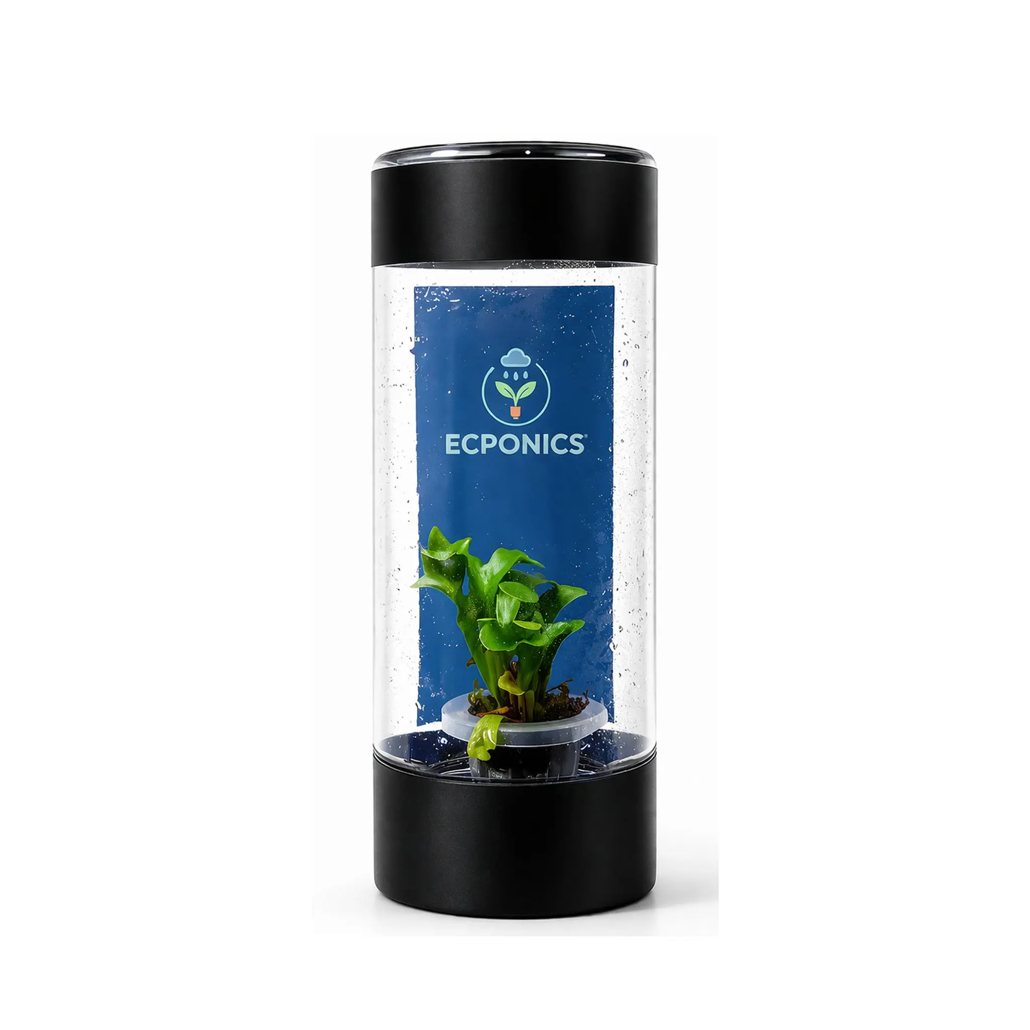 Asplenium Scolopendrium Cristatum Fern Starter Plant in ECPonics Capsule - CA Licensed Nursery, Indoor, Humidity-Stable, Easy-Grow, Controlled Environment, Includes Soil, Ideal for Gifting & Display (With Care Introduction)