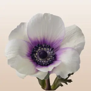 Fresh Anemones Bicolor White/Purple 10 Stems 40-45cm Fresh-Cut Blooms for Weddings & Events Elegant Bicolor Petals with Soft Blush Purple Tones