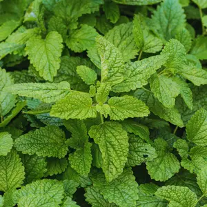 Heirloom Lemon Balm Seeds - Organic and Regenerative Gardening Seeds