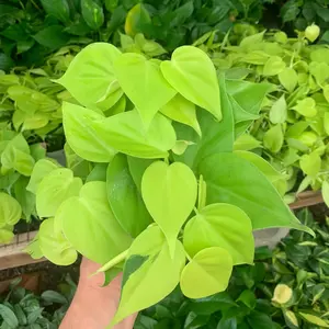 Neon Cordatum 4inch Plants for Indoor and Outdoor Gardens - Vibrant and Low Maintenance Choice