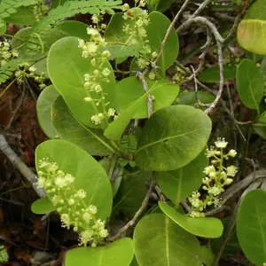 LIVE PLANT 1-2ft Pigeon Plum - Coccoloba diversifolia